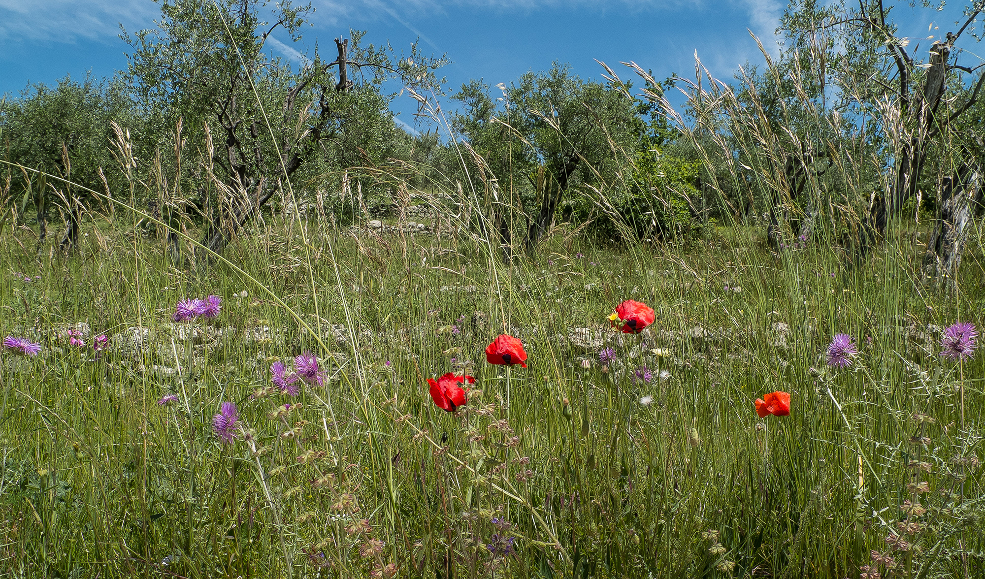 Fêtes traditionnelles ou insolites<br>– Le printemps sur la Côte d’Azur –
