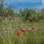 Fêtes traditionnelles ou insolites <br loading="lazy" >Le printemps sur la Côte d’Azur