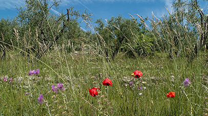 les fêtes traditionnelles Le printemps sur la Côte d'Azur
