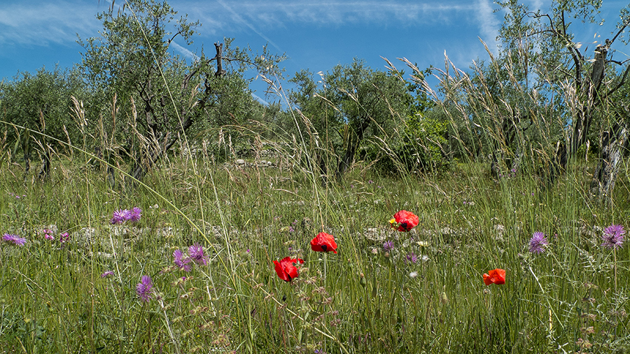 les fêtes traditionnelles Le printemps sur la Côte d'Azur