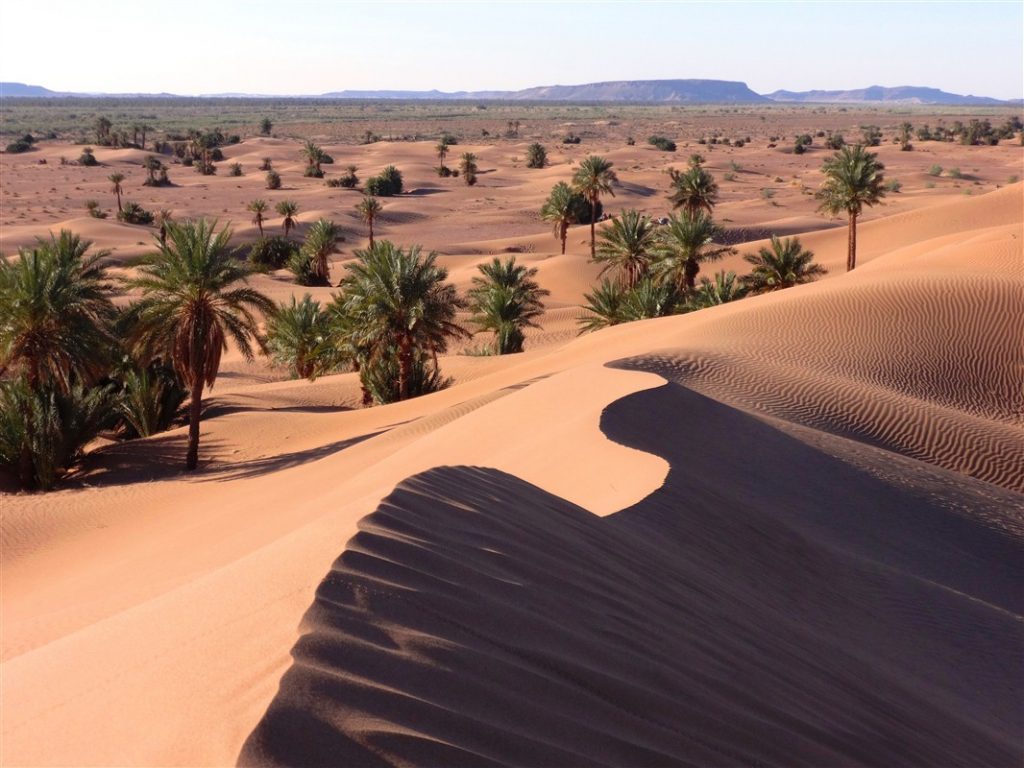 Photo d'un désert Marocain. Dunes de sable à perte de vue et des palmiers sortent du sable ici et là.
